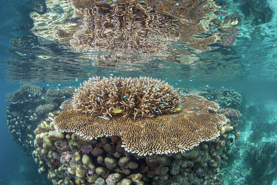 A Beautiful Coral Reef Thrives #84 Photograph by Ethan Daniels