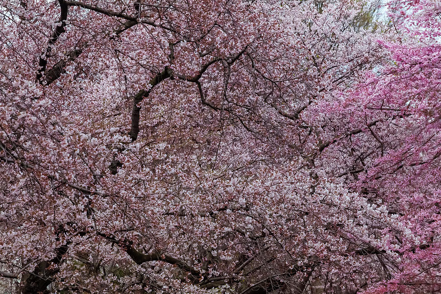 Cherry Trees #84 Photograph by Robert Ullmann