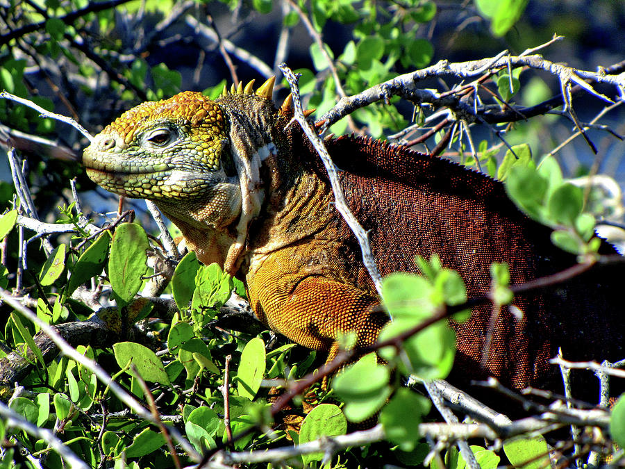 Galapagos Islands Ecuador #84 Photograph by Paul James Bannerman