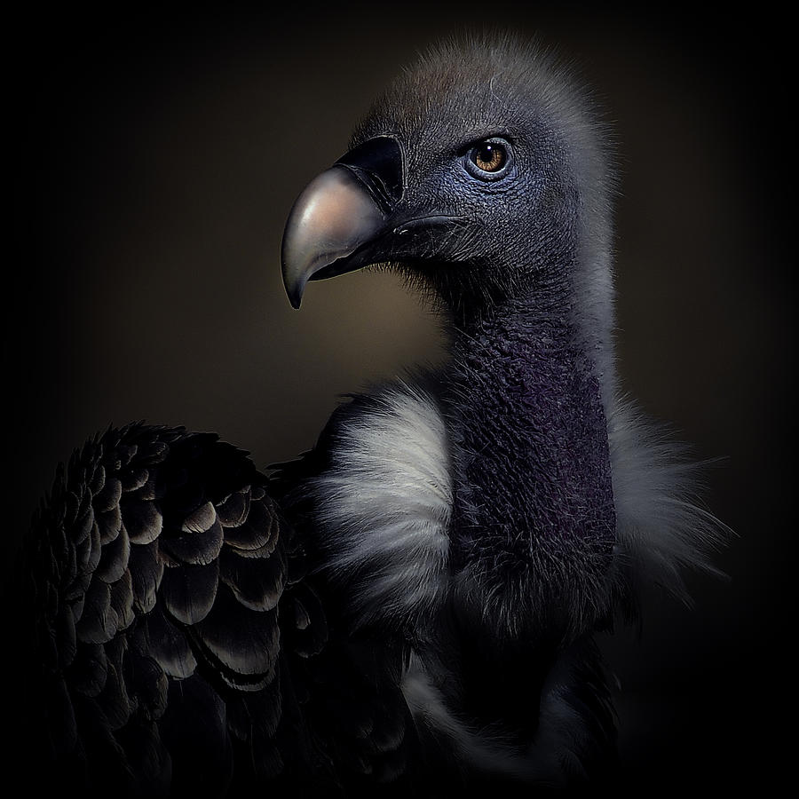 Vulture Photograph -  #85 by Antonio Grambone