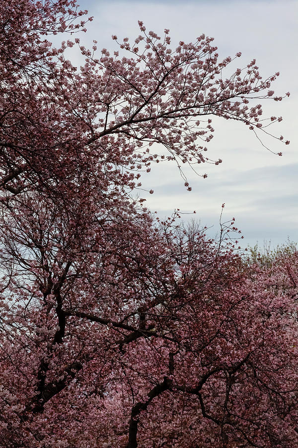Cherry Trees #85 Photograph by Robert Ullmann