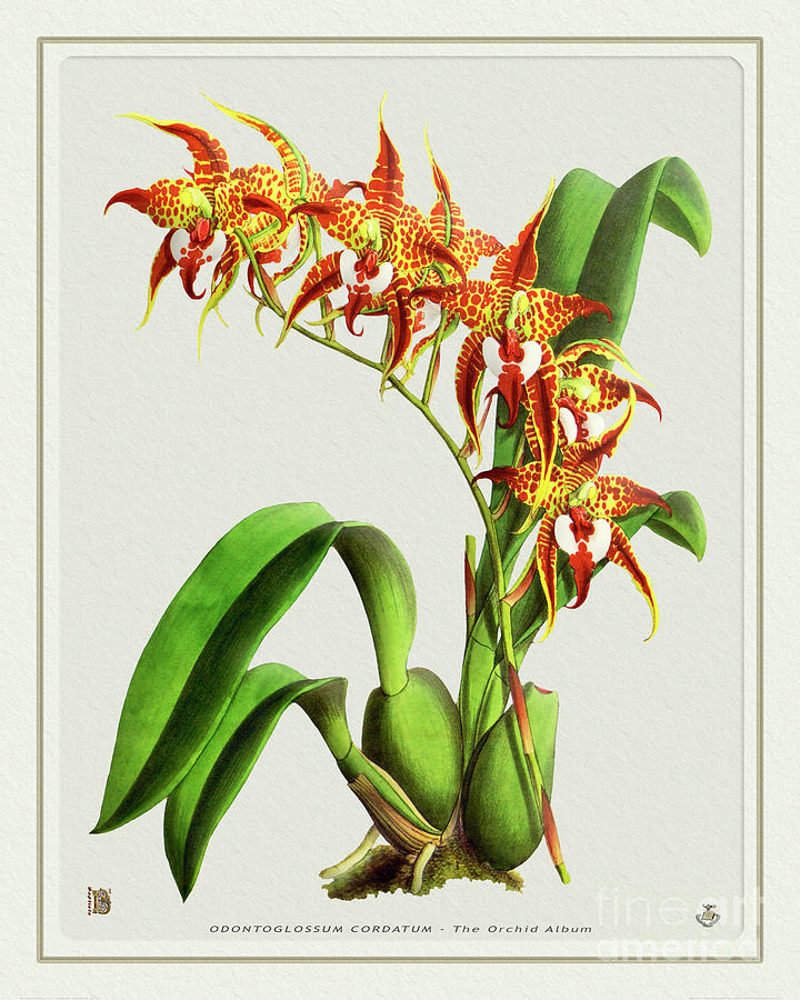 Orchid Vintage Print On Tinted Paperboard Photograph
