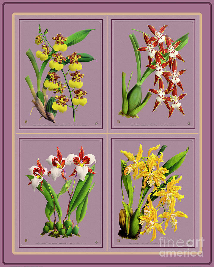 Orchids Quatro Collage Drawing