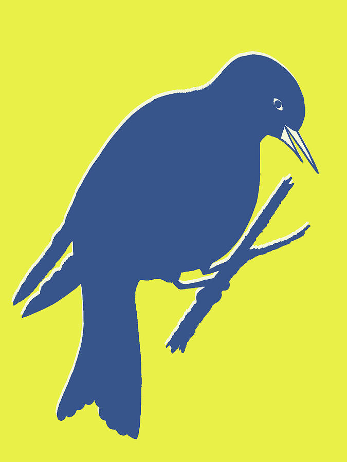 Blackbird Drawing - Bird #87 by CSA Images