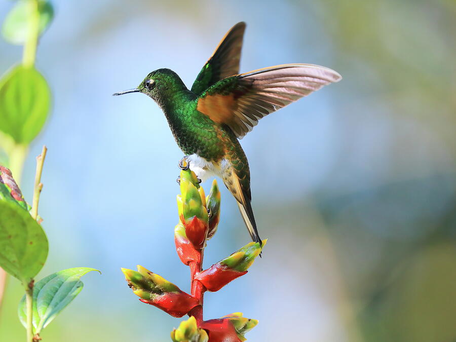 Hummingbird of Ecuador, DA Photograph by Alex Nikitsin - Fine Art America