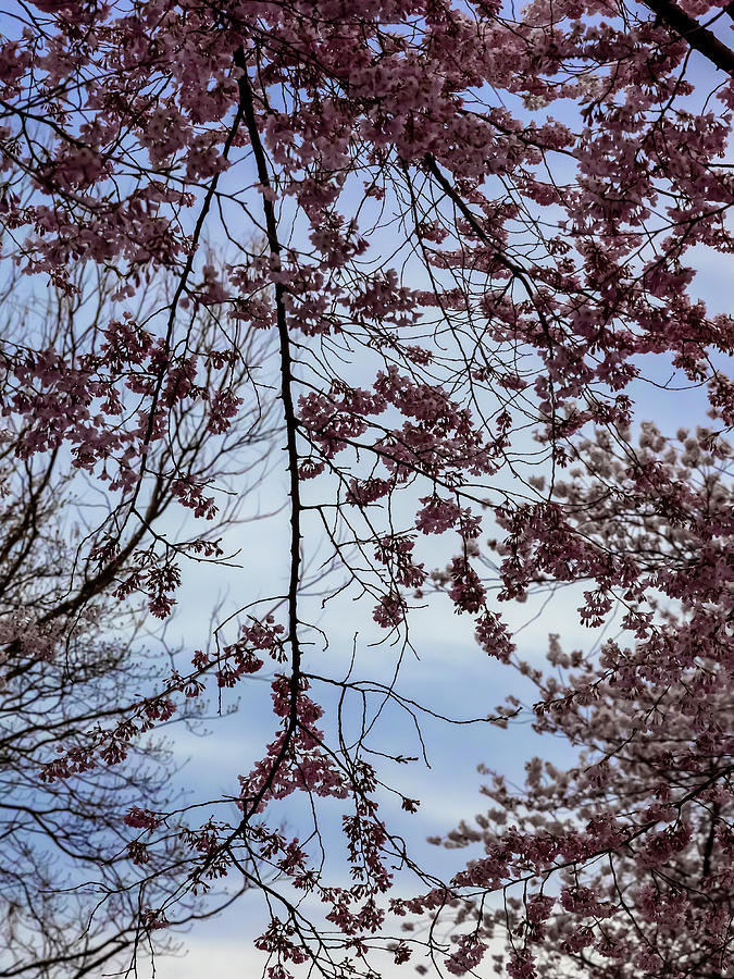 Cherry Trees #88 Photograph by Robert Ullmann