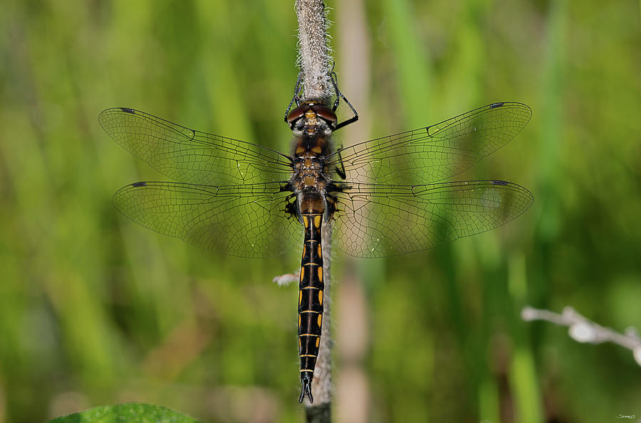 Dragonfly Photograph - 884 Hdrt by Gordon Semmens