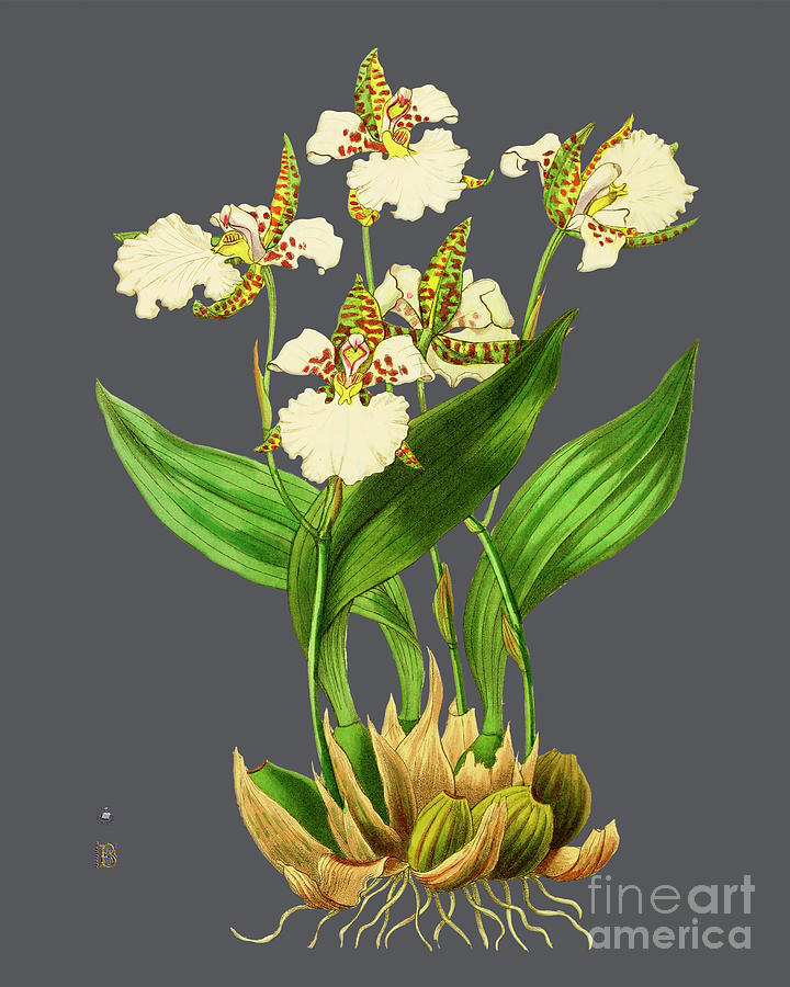 Orchid Old Print Drawing