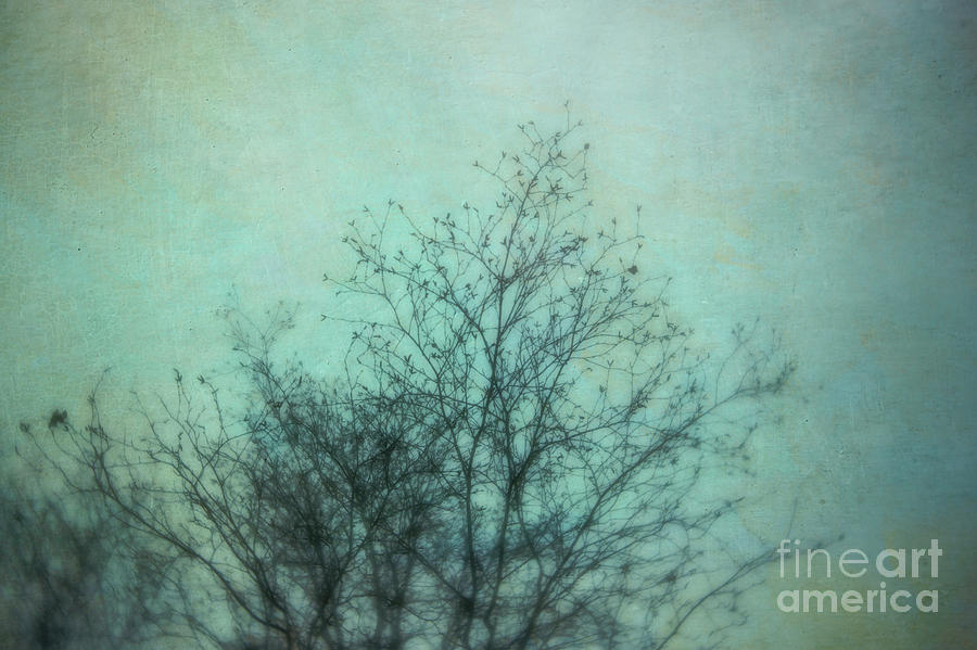 Winter Birch 2 Photograph by Priska Wettstein