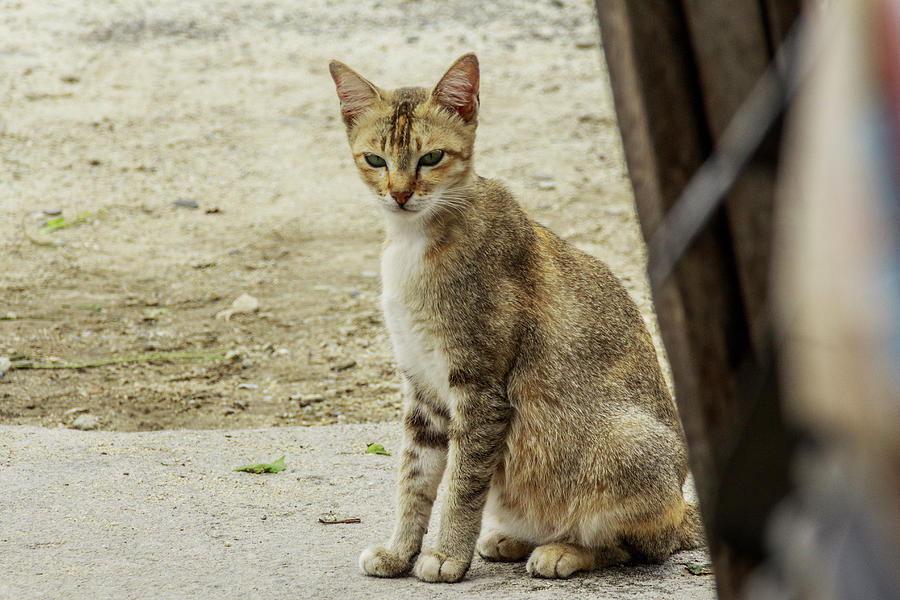 Cat Photograph - A Beautiful Female Cat  #9 by Mangge Totok