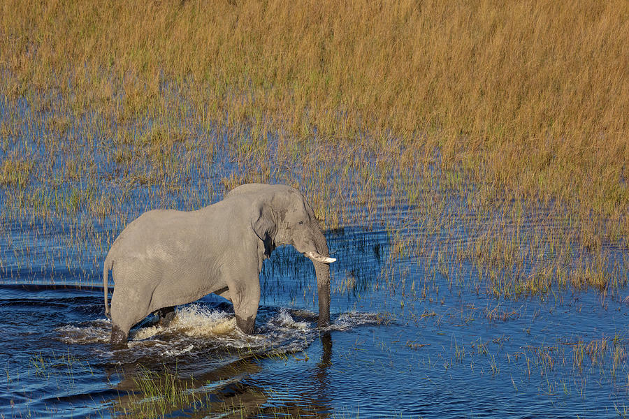 Aerial View Of African Bush Elephant Photograph by Roger De La Harpe ...