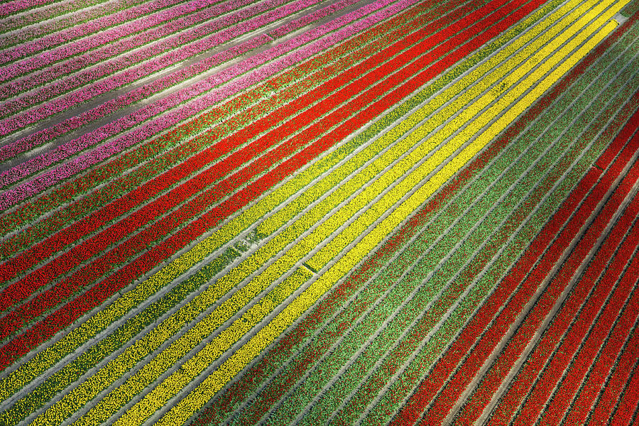 Abstract Photograph - Aerial View Of The Tulip Fields #9 by Peter Adams