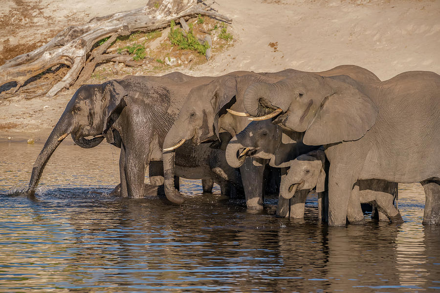 Adult Photograph - Africa, Botswana, Chobe National Park by Jaynes Gallery Adult Photograph - Africa, Botswana, Chobe National Park by Jaynes Gallery