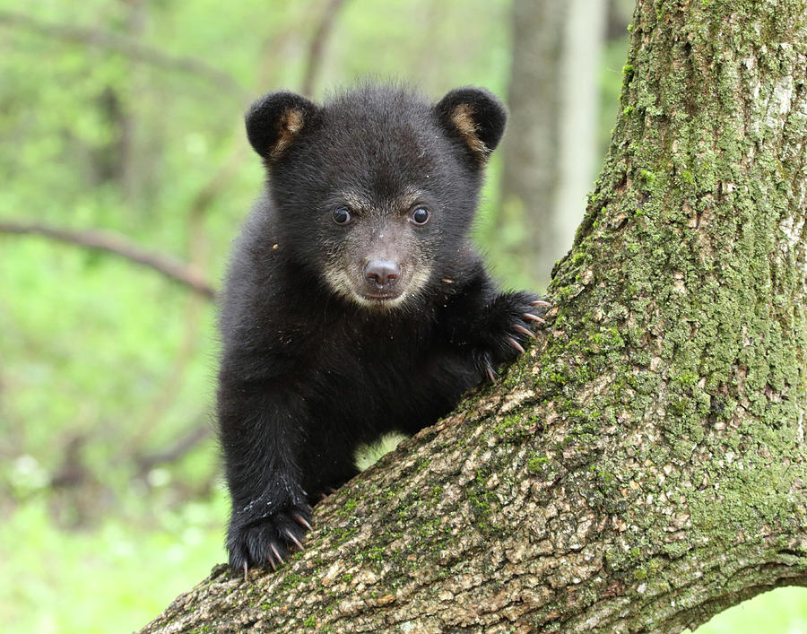 American Black Bear Cub #9 Photograph by David Kenny
