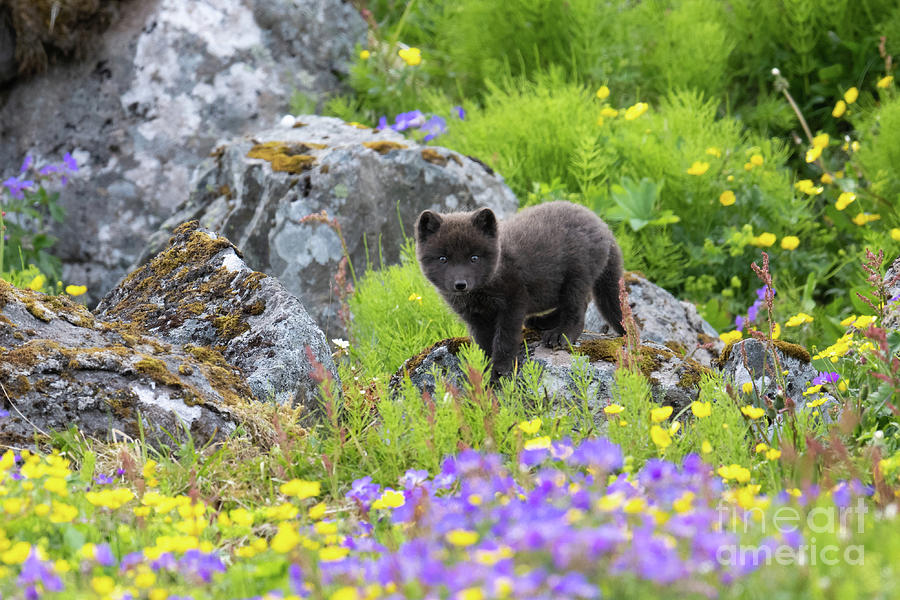 Arctic Fox #9 Photograph by Dr P. Marazzi/science Photo Library