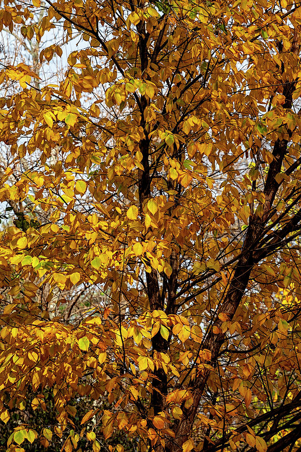 Autumn Trees #9 Photograph by Robert Ullmann