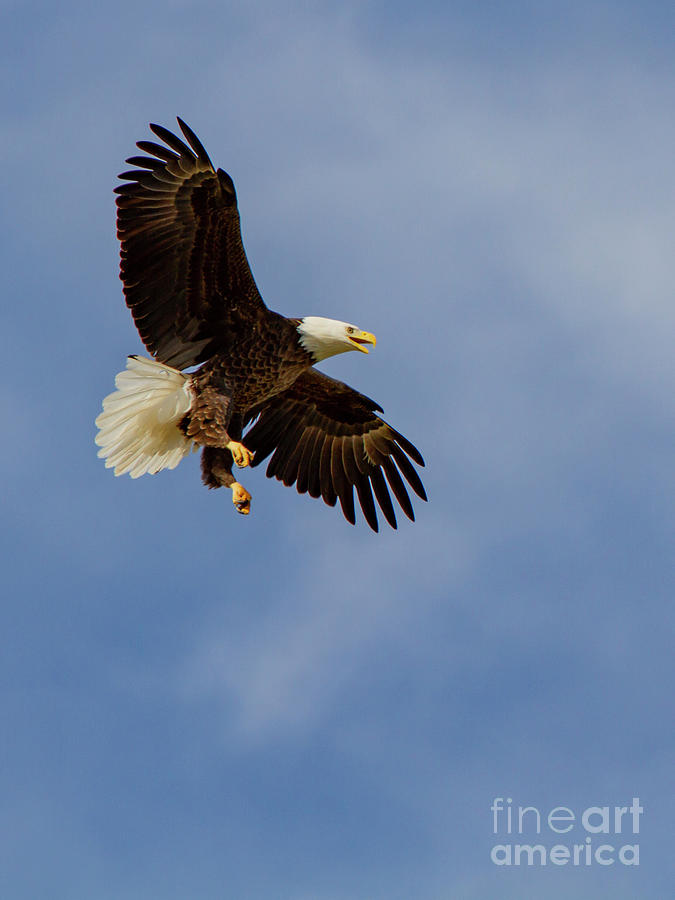 Eagle Photograph - Bald Eagle by Blair Howell Eagle Photograph - Bald Eagle by Blair Howell