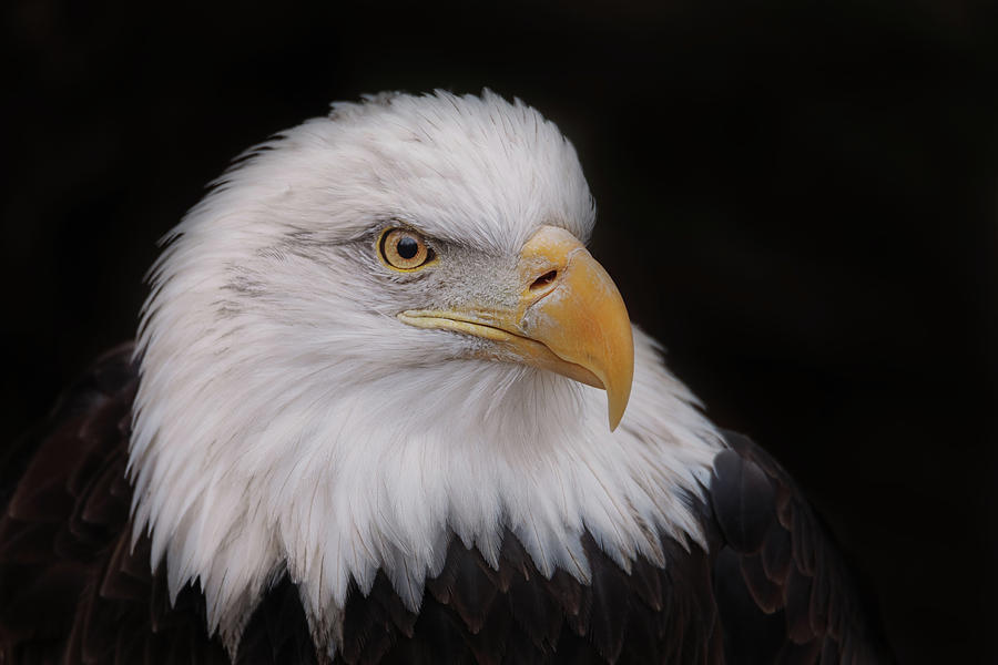 Bald Eagle #9 Photograph by Brian Cross