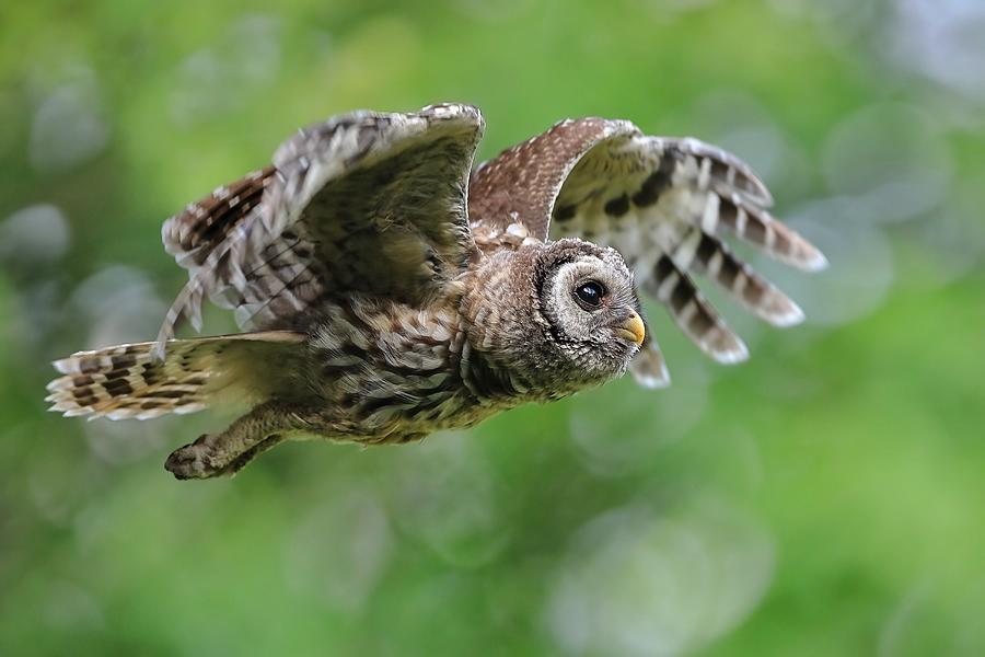 Barred Owl... #9 Photograph by Gavin Lam