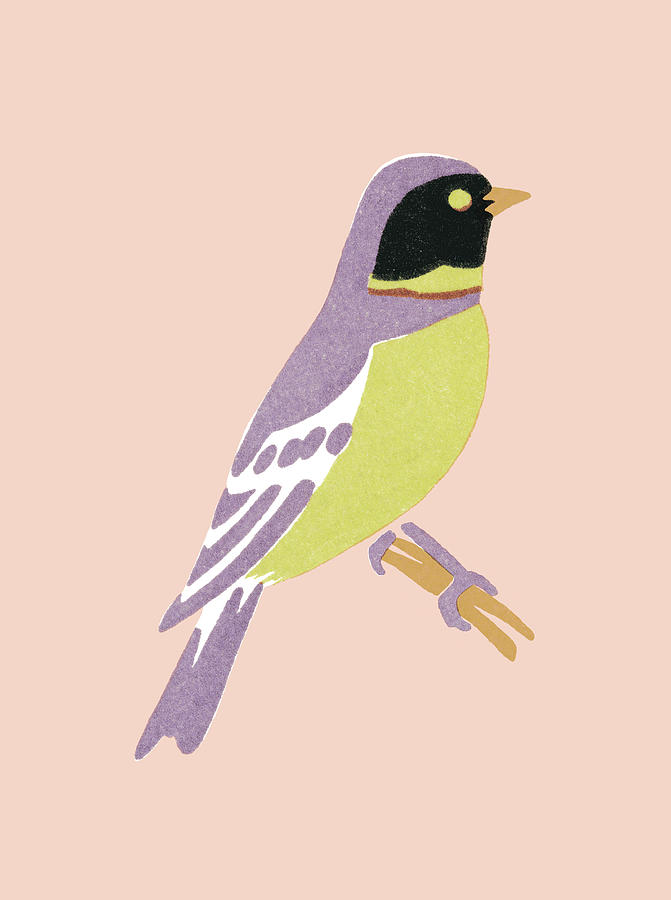 Finch Drawing - Bird #9 by CSA Images