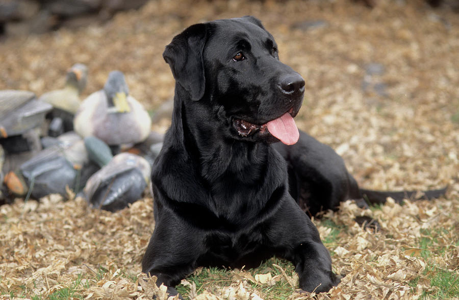 Black Labrador Retriever #9 Photograph by William Mullins