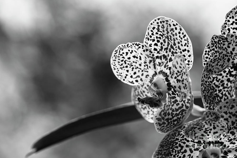 Black Spotted Vanda Orchid Flowers #9 Photograph by Raul Rodriguez