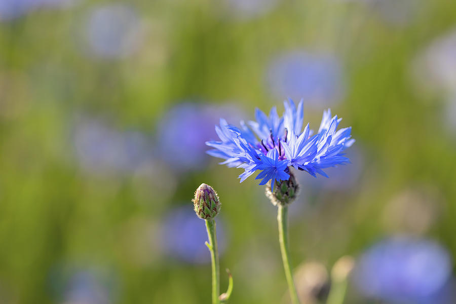 Blooming Cornflowers, Centaurea Cyanus Photograph by Artush Foto - Fine ...