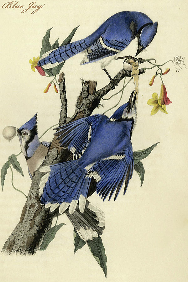 Blue Jay #9 Painting by John James  Audubon