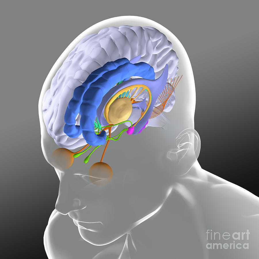 Brain Anatomy Photograph By Fernando Da Cunhascience Photo Library Pixels 6777