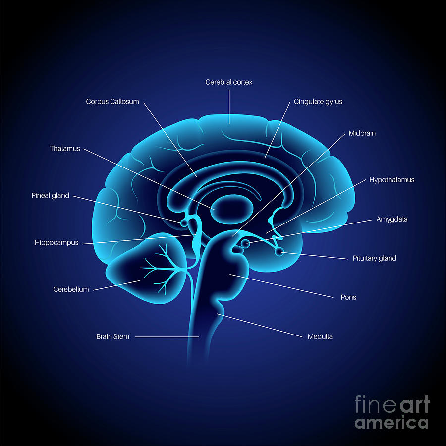 Brain Anatomy #9 Photograph by Pikovit / Science Photo Library