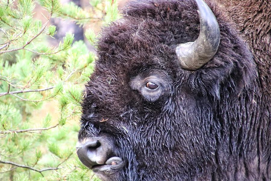 Buffalo at Yellowstone National Park #9 Photograph by Susan Jensen