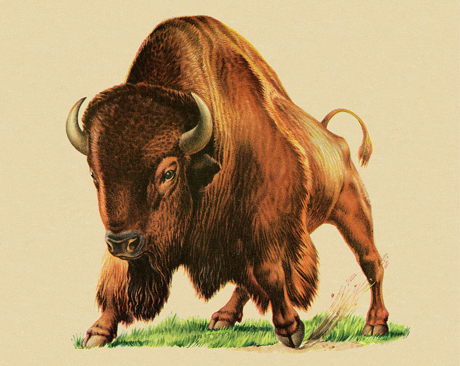Bison Drawing - Buffalo #9 by CSA Images