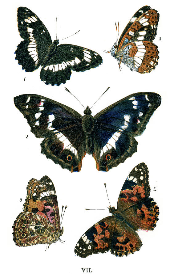 Butterflies #9 Digital Art by Duncan1890