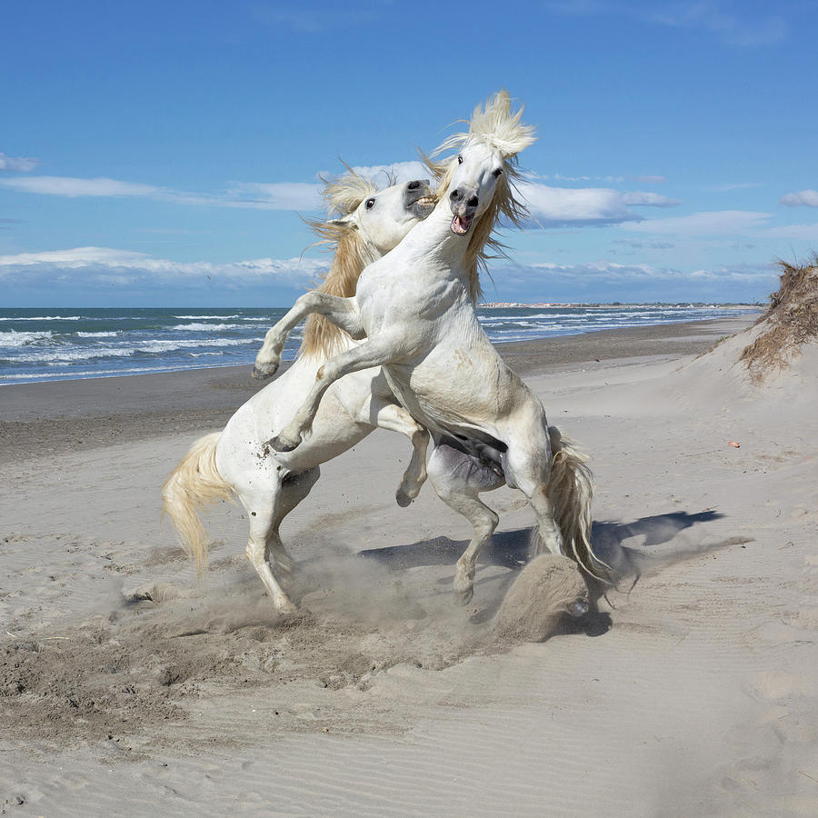 Camargue Horses #9 Digital Art by Tim Mannakee