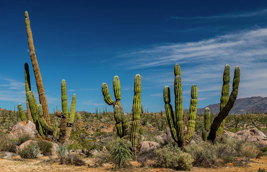 Cardon Cactus Pachycereus Pringlei Photograph by Panoramic Images - Pixels