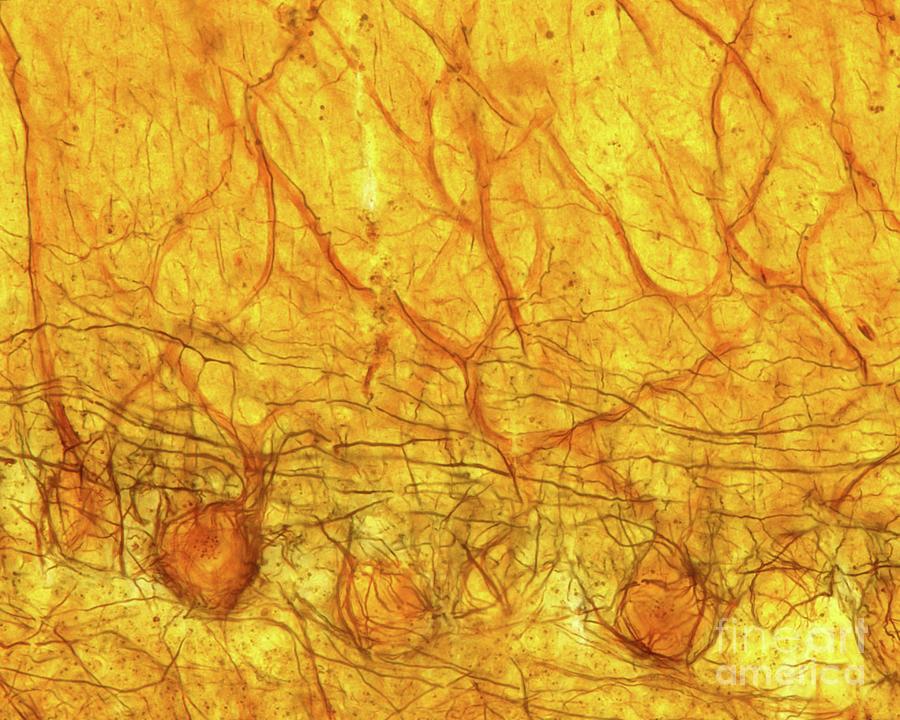 Cerebellar Cortex #9 Photograph by Jose Calvo / Science Photo Library