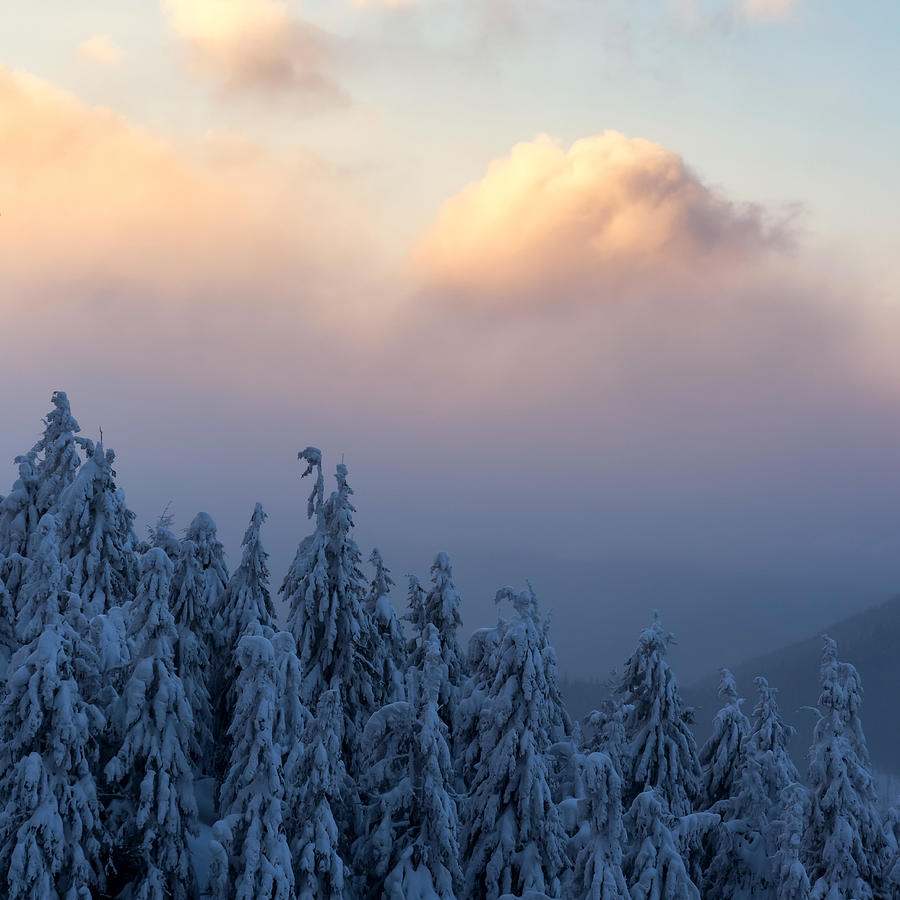 Dramatic Wintry Scene With Snowy Trees Photograph by Ivan Kmit - Fine ...