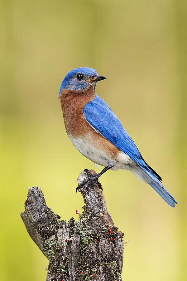 Eastern Bluebird #9 Photograph by James Zipp