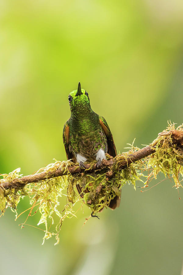 Hummingbird Photograph - Ecuador, Tandayapa Bird Lodge #9 by Jaynes Gallery
