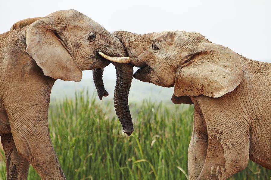 Elephants, South Africa #9 Digital Art by Richard Taylor