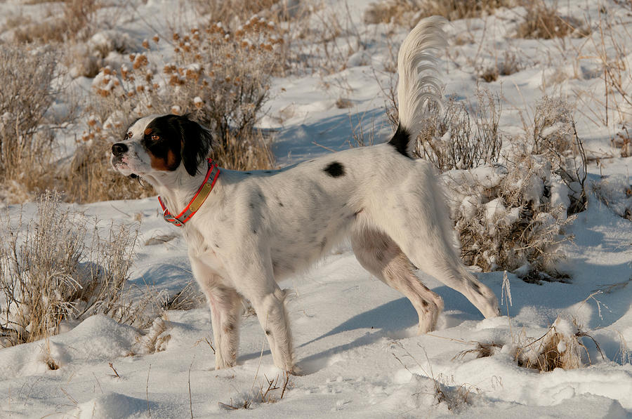 English Setter On Point #9 Photograph by William Mullins