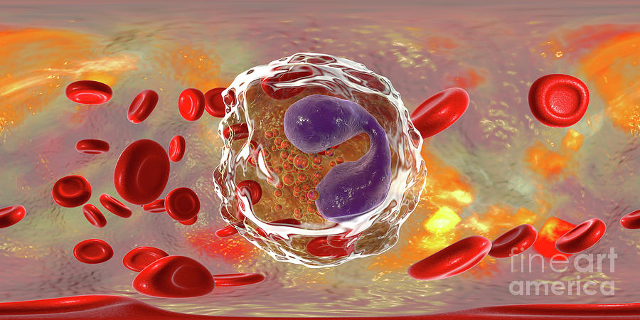 Eosinophil White Blood Cell #9 Photograph by Kateryna Kon/science Photo Library