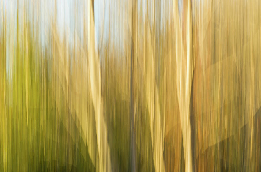 Fall Colors - Abstract Nature #10 Photograph by Shankar Adiseshan