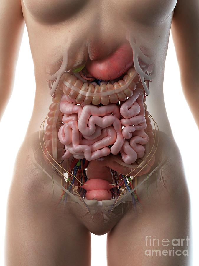 intestines diagram female
