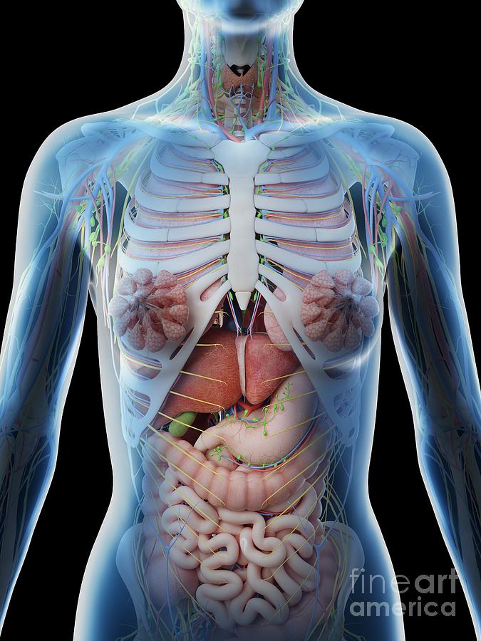 Female Upper Body Anatomy #9 Photograph by Sebastian Kaulitzki/science ...