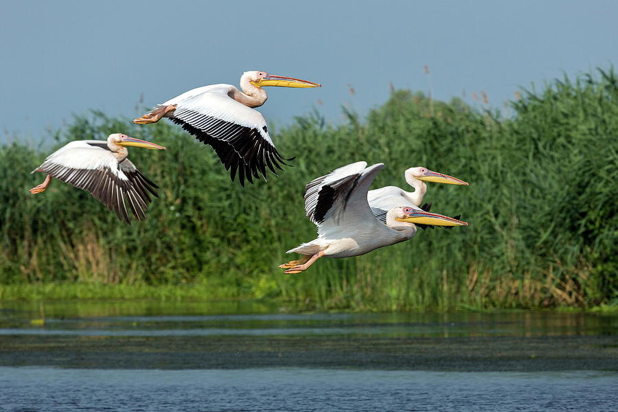 Flying Great White Pelicans, Romania #9 Digital Art by Reinhard Schmid