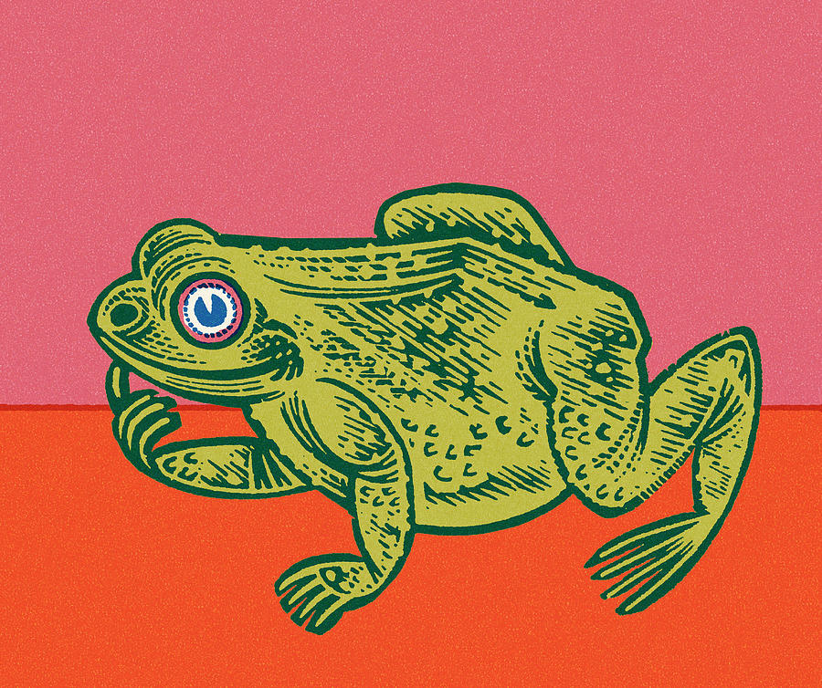 Vintage Drawing - Frog #9 by CSA Images