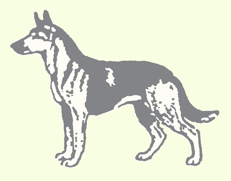 Vintage Drawing - German Shepherd #9 by CSA Images