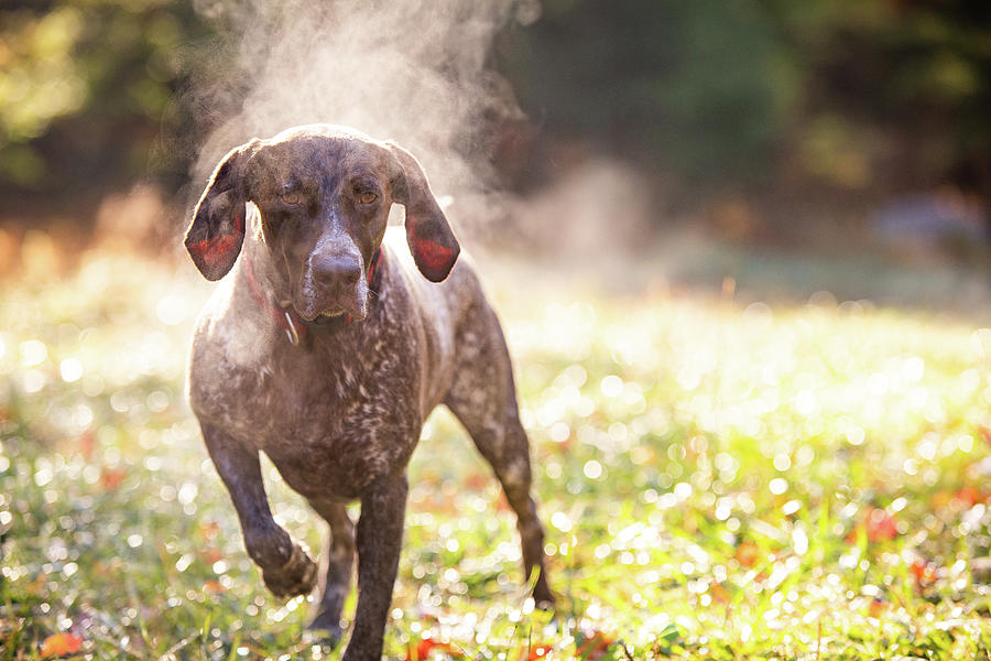 Mountain Photograph - German Shorthaired Pointer Hunting With Steam Rising On Cold Morning #9 by Cavan Images
