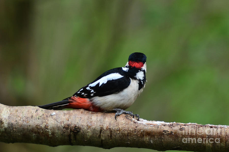 Nature Photograph - Great Spotted Woodpecker #9 by Colin Varndell/science Photo Library